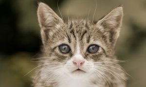 Sad kitten