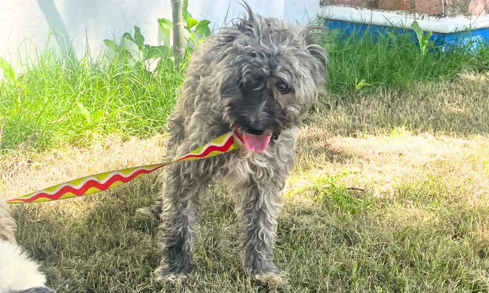Dog awaiting spay/neuter surgery at clinic