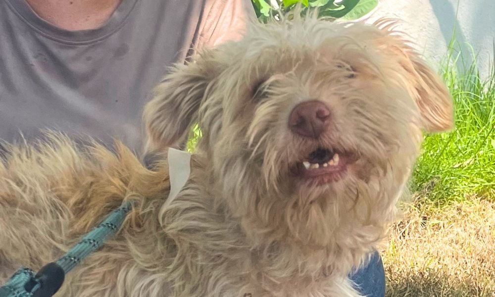 Dog awaiting spay/neuter surgery