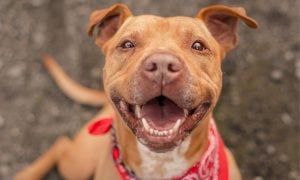 Smiling dog