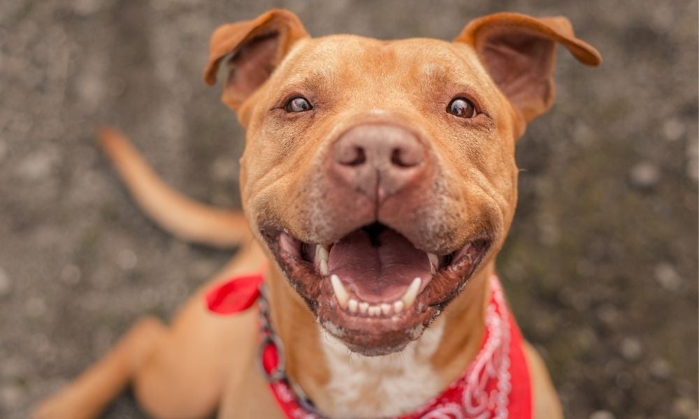 Smiling dog