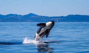Southern resident killer whale