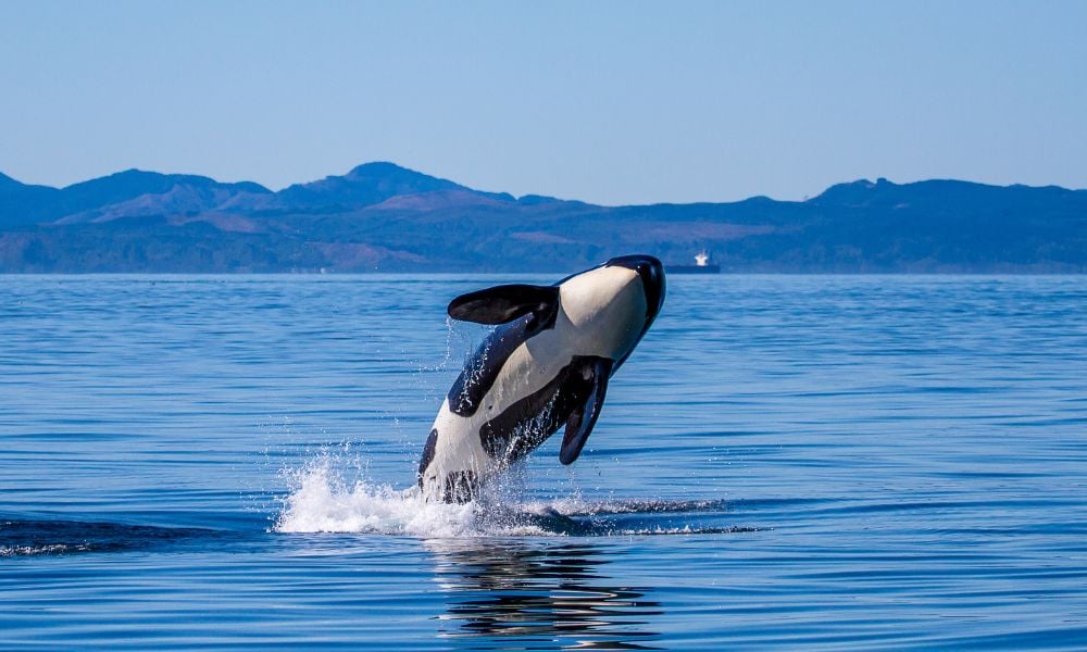 Southern resident killer whale