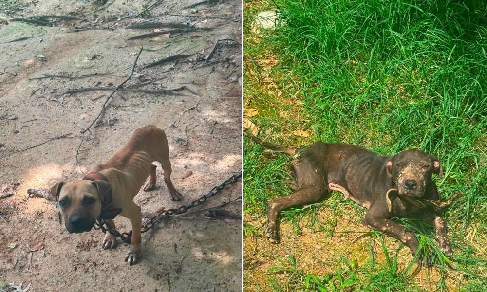 SIGN: Justice for Dogs And Other Animals Found Chained, Scarred, and Severely Malnourished