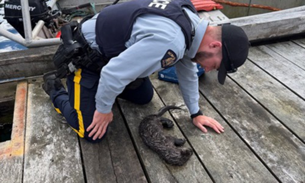 An Alert Bay RCMP officer kneels beside an otter pup on a wooden dock in British Columbia.