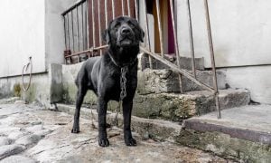 A black dog looks toward the camera while standing on a chain near the porch of a house.