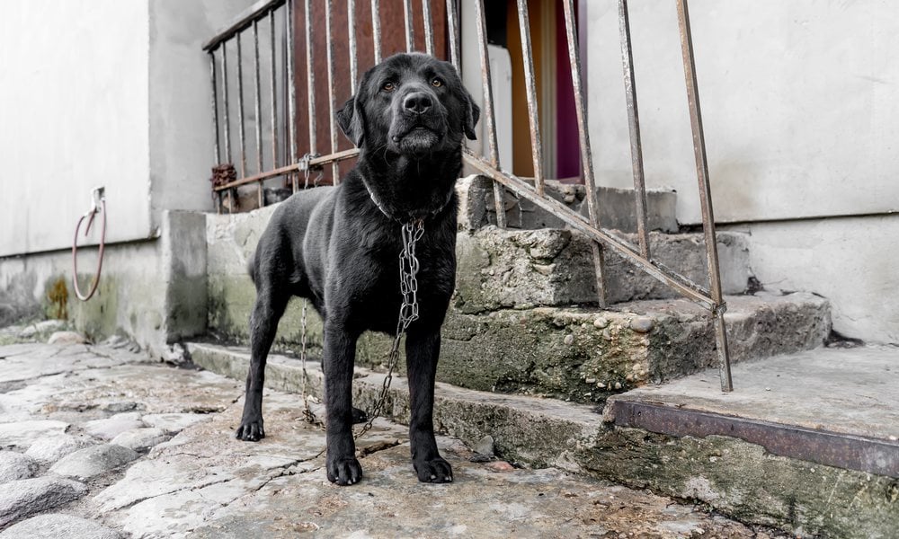 A black dog looks toward the camera while standing on a chain near the porch of a house.