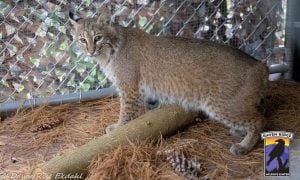 The rehabilitated female bobcat stands inside her custom outdoor recovery enclosure.