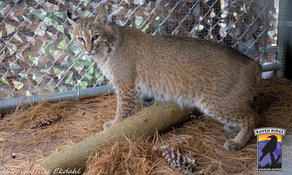 The rehabilitated female bobcat stands inside her custom outdoor recovery enclosure.