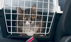 A tabby cat looks out from a closed carrier on a vehicle's passenger seat.