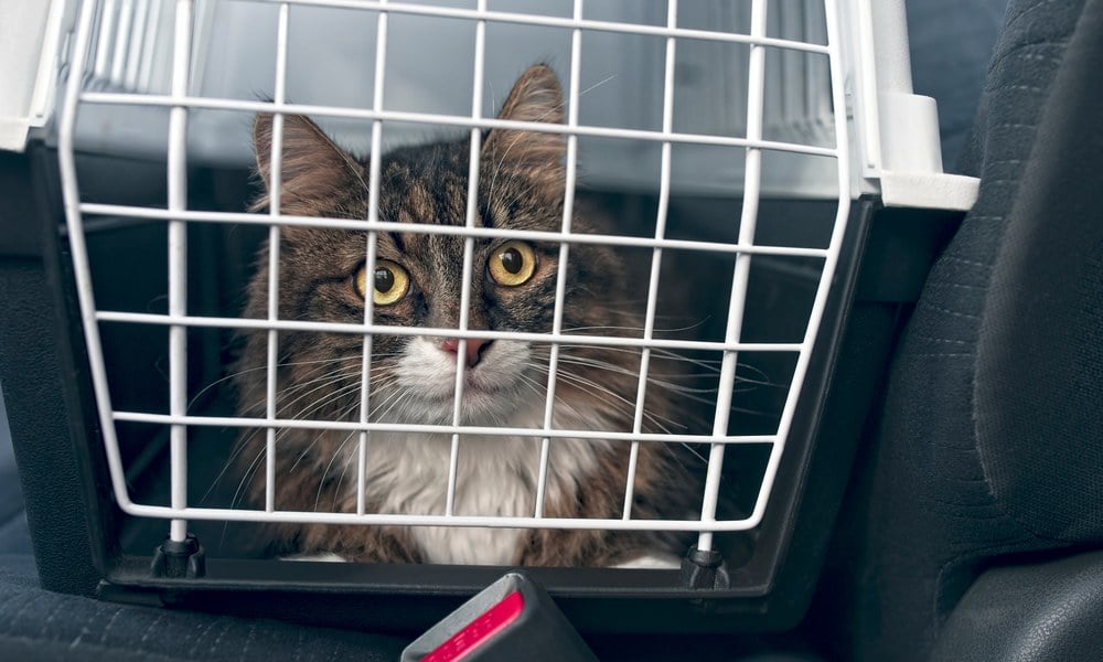 A tabby cat looks out from a closed carrier on a vehicle's passenger seat.