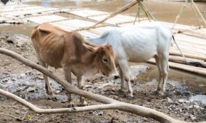 Two thin brown-and-white cows stand on muddy ground in a rural setting.