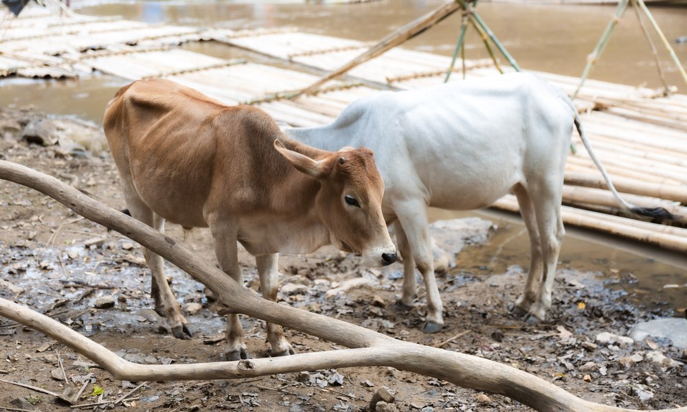 Two thin brown-and-white cows stand on muddy ground in a rural setting.