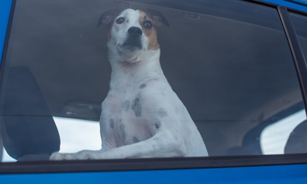 Concerned dog looking through the closed window of a parked vehicle.