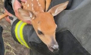 Spotted fawn cradled in firefighters' arms after rescue from beneath an overturned tractor-trailer