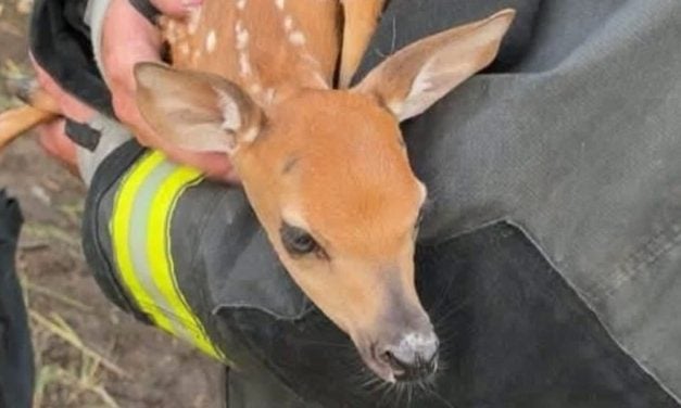 Fawn Trapped Beneath Overturned 18-Wheeler Freed by Firefighters