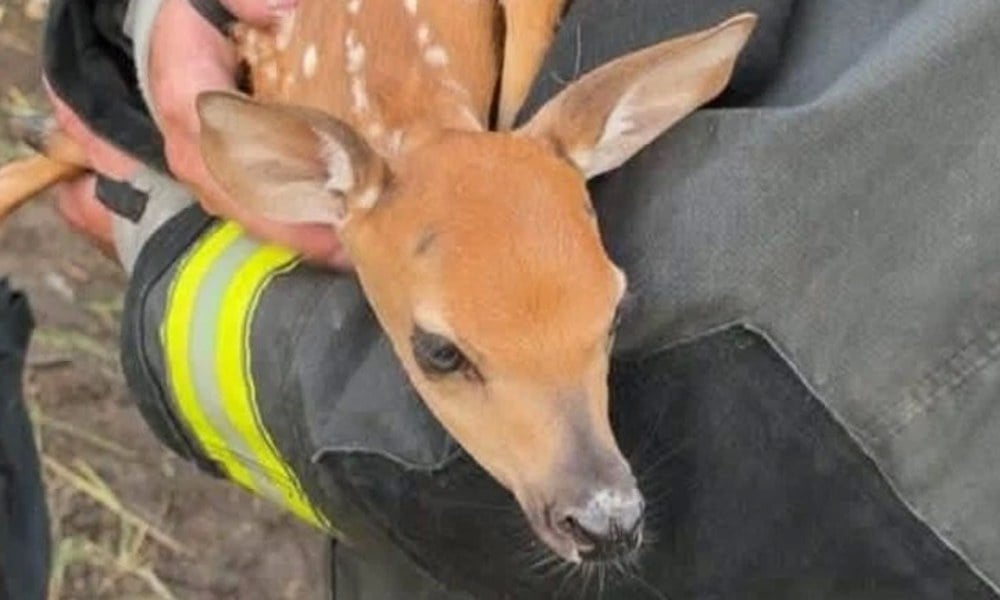 Spotted fawn cradled in firefighters' arms after rescue from beneath an overturned tractor-trailer