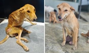 Before-and-after photographs show thin and wounded Fox shortly after her rescue and later sitting upright and smiling at Baw Baw Animal Welfare's sanctuary in Sri Lanka.