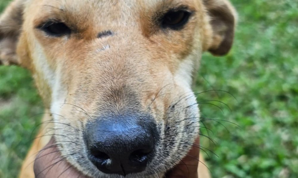 A caregiver gently supports Fox's chin as she looks toward the camera in a grassy area at Baw Baw Animal Welfare's sanctuary.