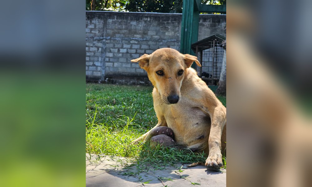 Fox sits in the grass at Baw Baw Animal Welfare's sanctuary, with her paralyzed hind legs resting beneath her.