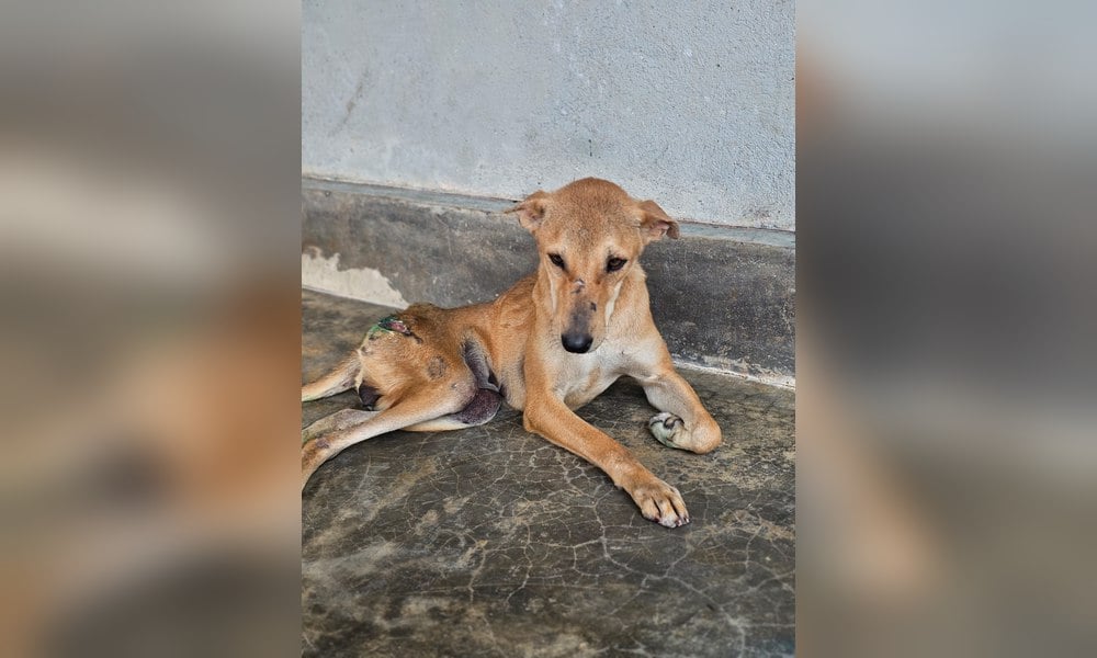 Fox rests beside a wall while wounds near her pelvic area are still healing.