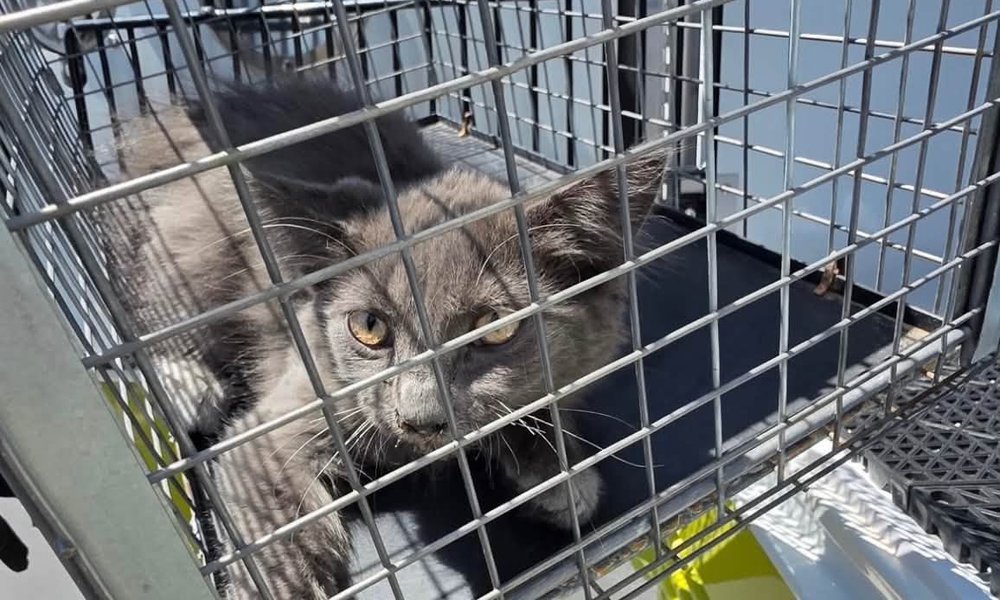 Gray kitten Shadow looks through the bars of a humane trap following his freeway rescue