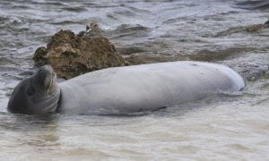 Hawaiian monk seal pup RV58 rests on her back in shallow water at a remote O'ahu beach.