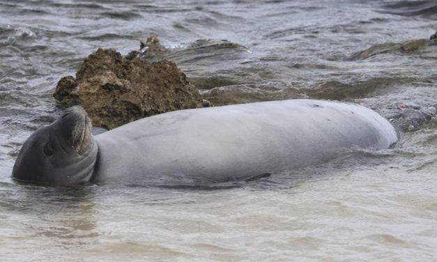 Endangered Hawaiian Monk Seal Pup Starts Life at Safer, Remote Beach