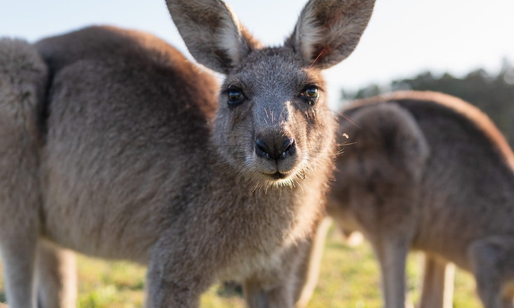 A kangaroo looks directly at the camera with other kangaroos blurred in the background.