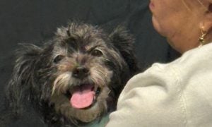 Small black dog Prieta looks toward the camera while resting in her guardian's arms after being rescued from San Francisco Bay