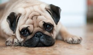 Pug resting with their chin on a wooden floor and looking directly at the camera.
