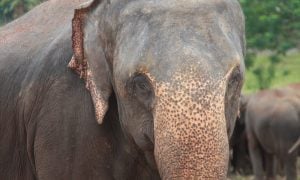Close-up of a Sri Lankan elephant looking directly at the camera