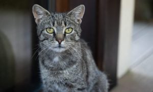 Gray tabby cat sitting beside a doorway and looking directly at the camera