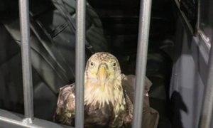 Juvenile bald eagle Trooper looks toward the camera from inside a Kentucky State Police vehicle before rehabilitation.