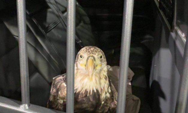 Trooper the Bald Eagle Returns to the Wild After Month-Long Rehabilitation