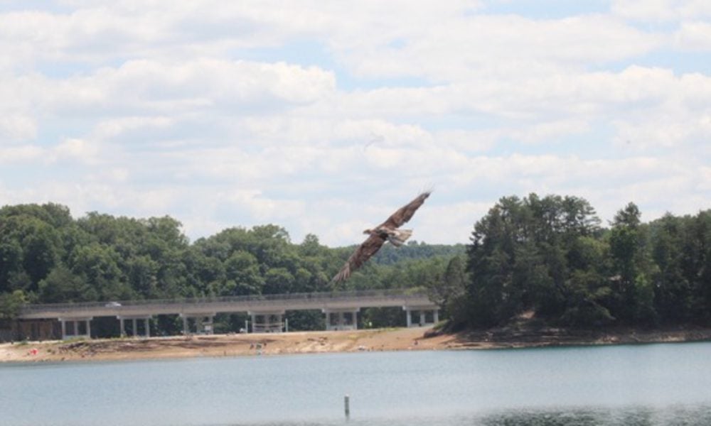 Juvenile bald eagle Trooper flies over Laurel Lake after completing wildlife rehabilitation.