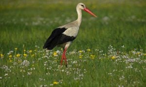 A white stork stands in a green meadow dotted with small flowers.