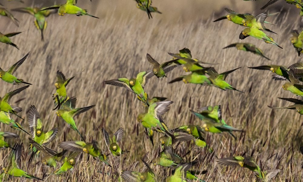A flock of wild green-and-yellow budgerigars flies over dry grass in Western Australia.
