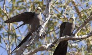 Two wild cockatiels perch among tree branches in Western Australia while one stretches an open wing.