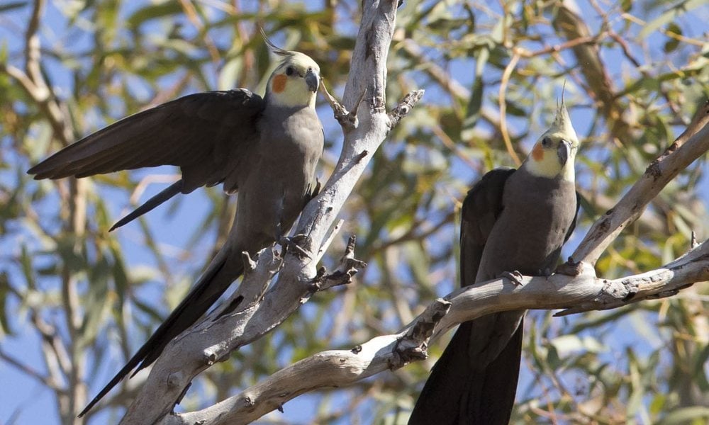 Two wild cockatiels perch among tree branches in Western Australia while one stretches an open wing.