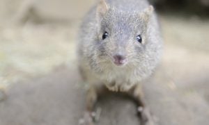 Close-up of a woylie looking directly at the camera in a natural outdoor setting