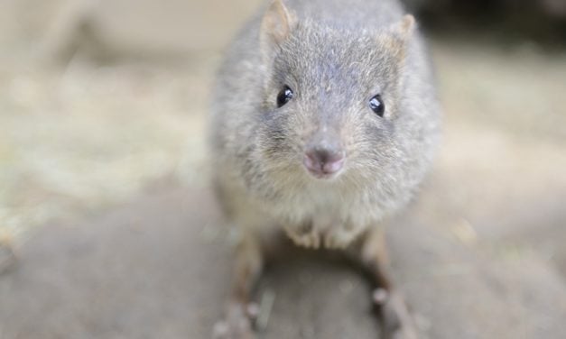 Endangered Woylies Are Settling In After Historic Return to Australian Island
