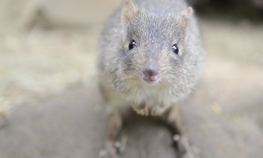 Close-up of a woylie looking directly at the camera in a natural outdoor setting