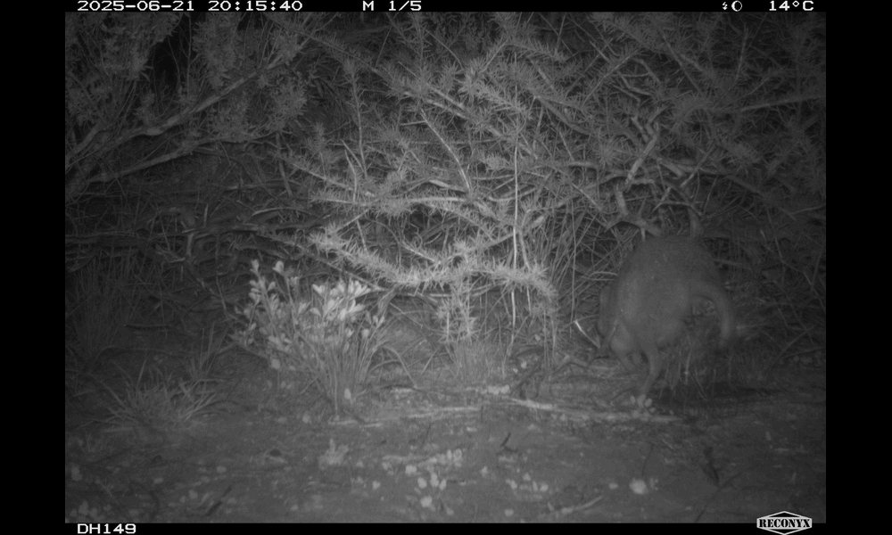 A nighttime sequence of still images shows a woylie moving through scrub on Wirruwana.