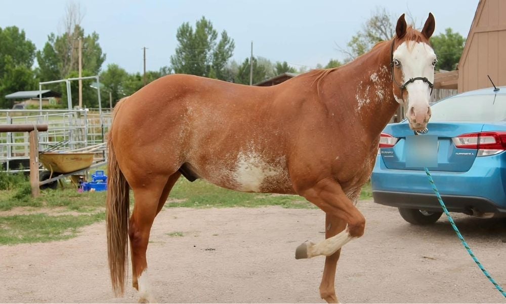 SIGN: Justice for 2 Horses After Alleged Pellet-Gun Attacks — One Shot 36 Times