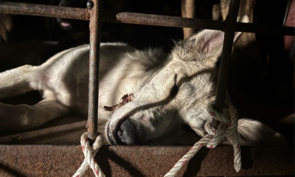 Dog in cage, a victim of the dog meat trade