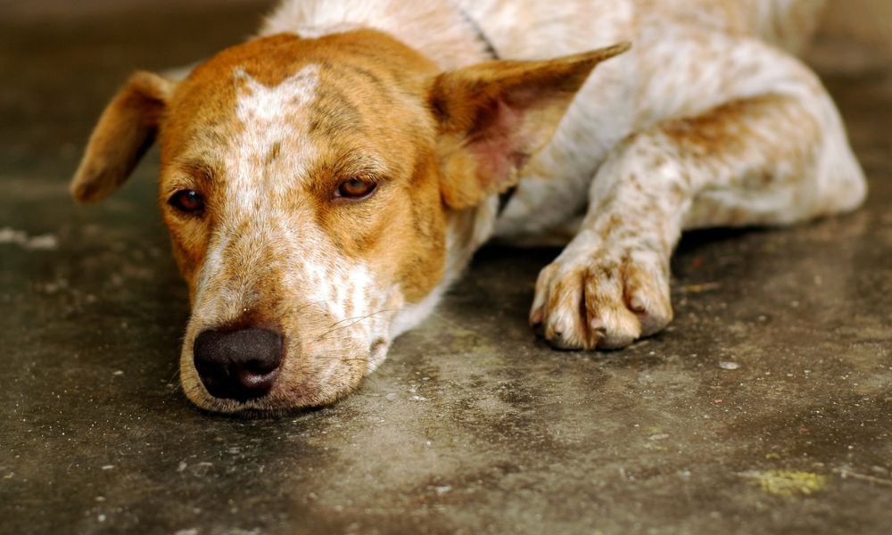 Dog