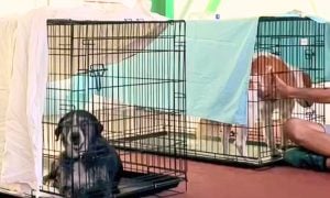 Dogs Sheltered at Megara Municipal Stadium Following the Wildfire