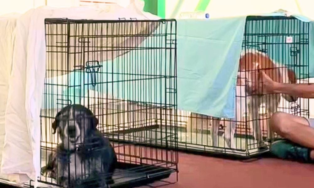 Dogs Sheltered at Megara Municipal Stadium Following the Wildfire