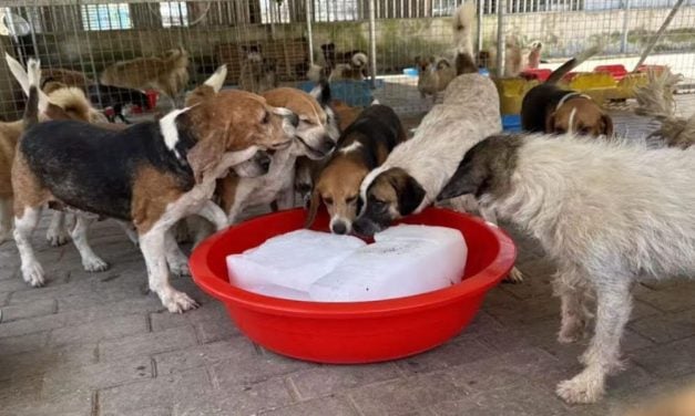 LFT Sponsors Cooling Relief in China for Rescued Dogs & Cats